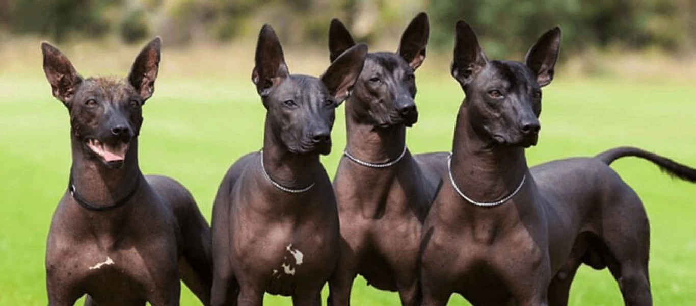 Xoloitzcuintli: Το άτριχο μεξικάνικο σκυλί που οδηγούσε τους νεκρούς στον Άδη και ανήκει στις πιο σπάνιες φυλές (φωτο)